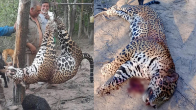 Aseguran que cazadores mataron a un yaguareté en Formosa