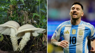 Insólito: descubren un nuevo hongo y lo bautizan "Messi"