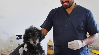 Entregan turnos para la castración de perros y gatos