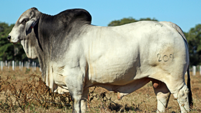Llegó el día del gran remate con ochenta toros