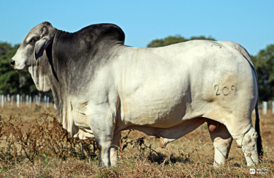 Llegó el día del gran remate con ochenta toros