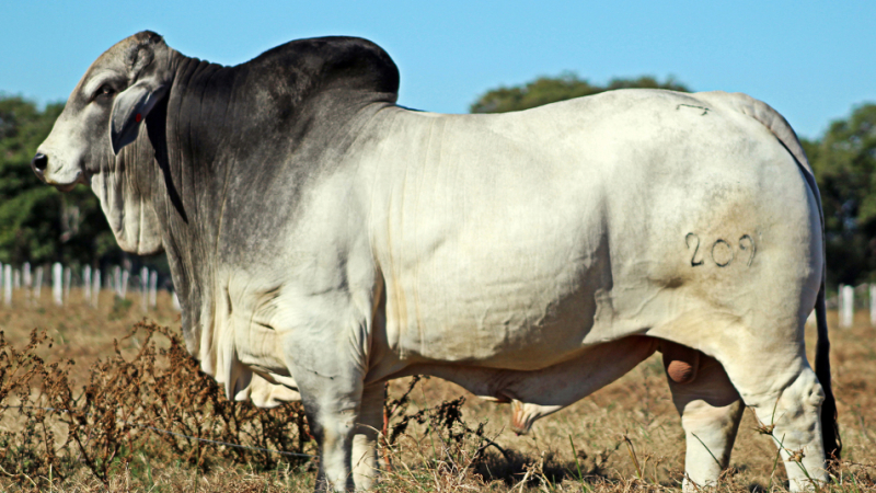 Llegó el día del gran remate con ochenta toros