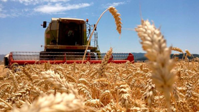 Estados Unidos aprobó el trigo tolerante a la sequía creado en la Argentina