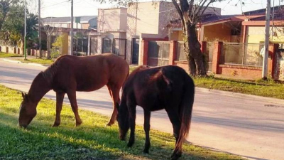 General San Martín y el peligro decaballos sueltos en la vía pública