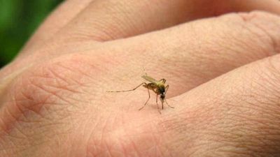 Brasil en alerta por casos de chikungunya