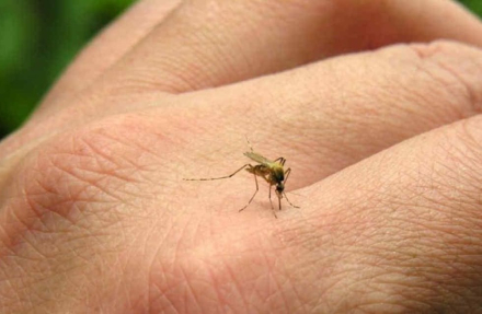 mosquitoe.jpg
