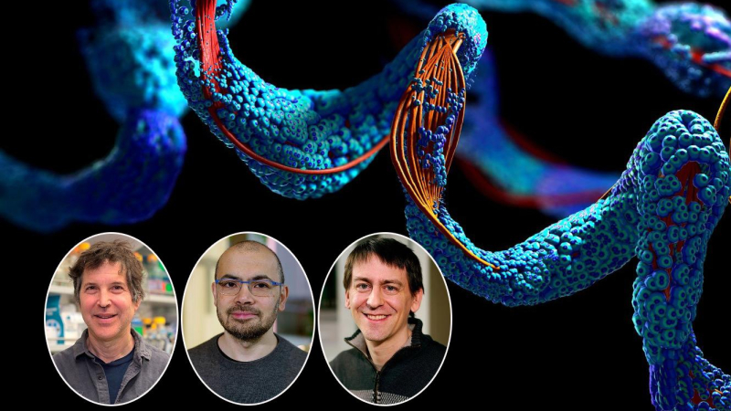 Nobel de Química al desarrollo de herramientas para diseñar proteínas