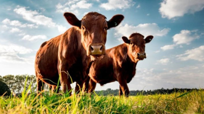 Expectativa ganadera por cumplimiento de condena contra extrabajador rural