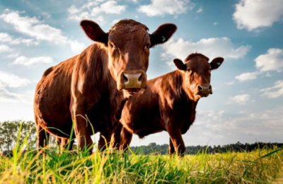 Expectativa ganadera por cumplimiento de condena contra extrabajador rural