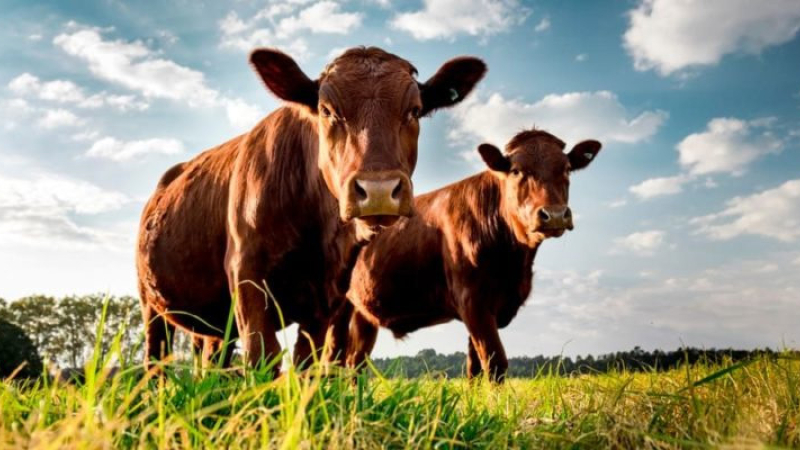 Expectativa ganadera por cumplimiento de condena contra extrabajador rural