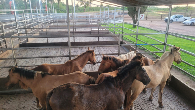 Secuestran siete caballos que aseguran los cruzarían a Paraguay a cambio de marihuana