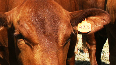 Productores dicen que no es el momento para la identificación electrónica obligatoria