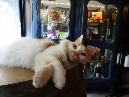 gato.jpg