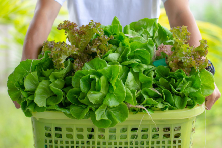 verduras.jpg