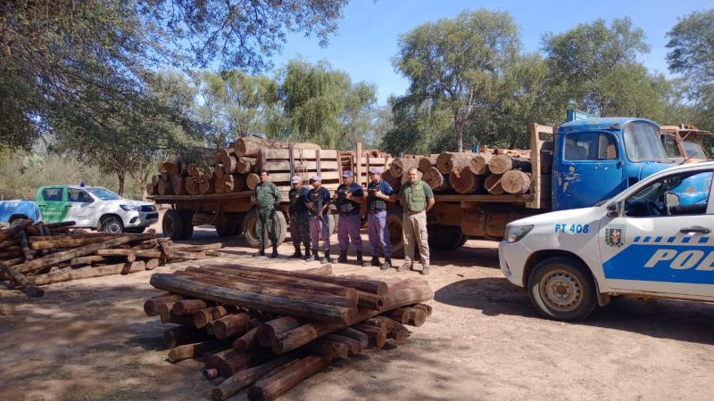Tráfico de madera: un negocio ilegal que mueve millones de pesos