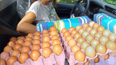 Gallinas felices, huevos más sanos