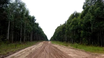 pinar.jpg