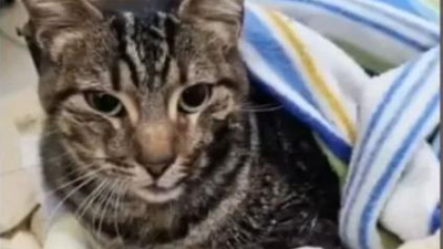 Emoción por el rescate de la gata de una de las víctimas por el derrumbe