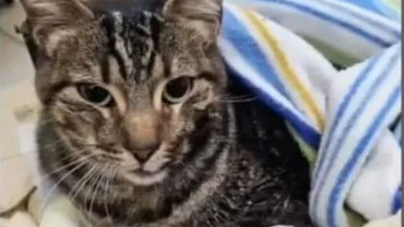 Emoción por el rescate de la gata de una de las víctimas por el derrumbe