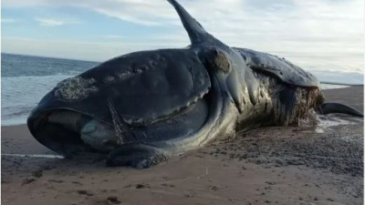 Aparecieron 21 ballenas muertas en Península Valdés