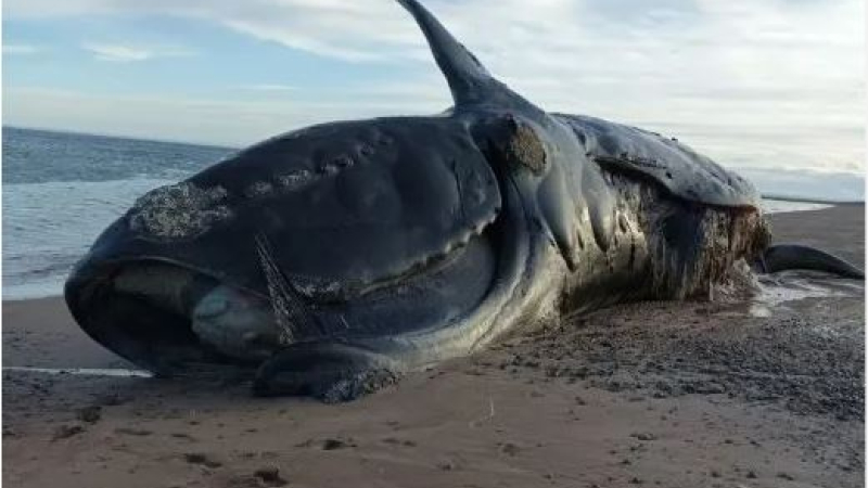 Aparecieron 21 ballenas muertas en Península Valdés
