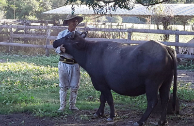 Tercera Expo Búfalos en la Sociedad Rural "El Zapallar"