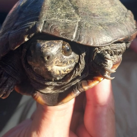 tortuga del barro 3.jpg