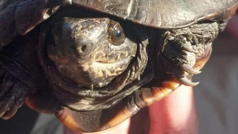 Registran por primera vez una tortuga escorpión en el Este del Chaco