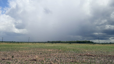 Lluvias: el sudoeste chaqueño recibió hasta 98 mm en plena siembra de girasol