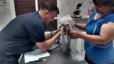 Huellas Caninas solicita la colaboración de la comunidad animalera
