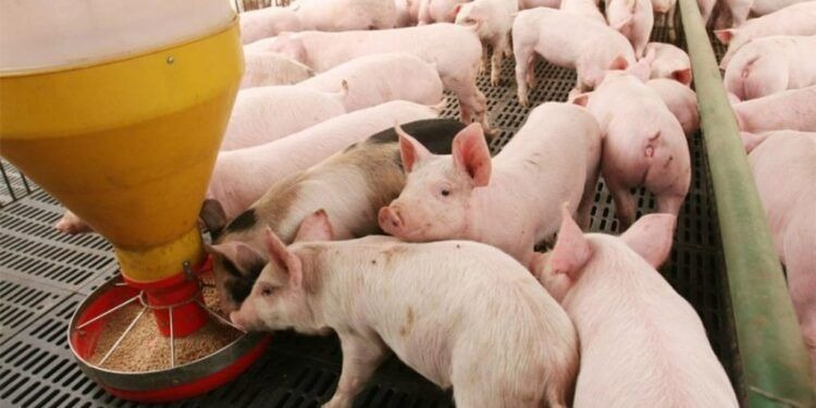 alimentos balanc2.jpg