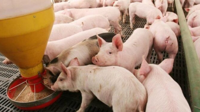 ¿Qué comen los bichos que comemos? 
