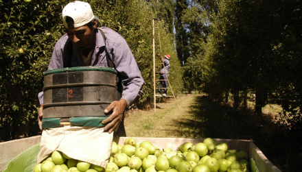 cosecha-rionegro.jpg