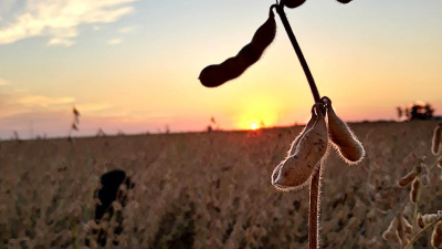 Baja de retenciones: buena señal pero con impacto residual en la ecuación productiva chaqueña