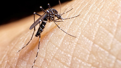 No hay casos de dengue desde agosto de 2024, según el gobierno provincial