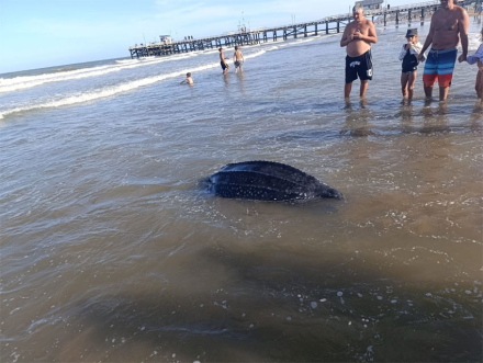 tortuga.jpg