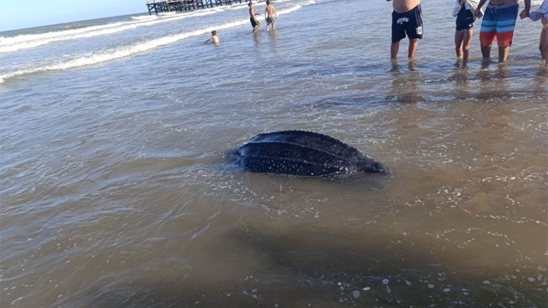 Encontraron una tortuga gigante muerta en La Lucila del Mar