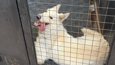 Conmoción en la Aduana de Clorinda por la muerte por sofocación de un perro de trabajo