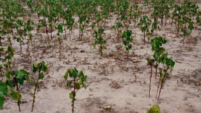 Desesperación de productores: "Ya no hay fuerzas para seguir"