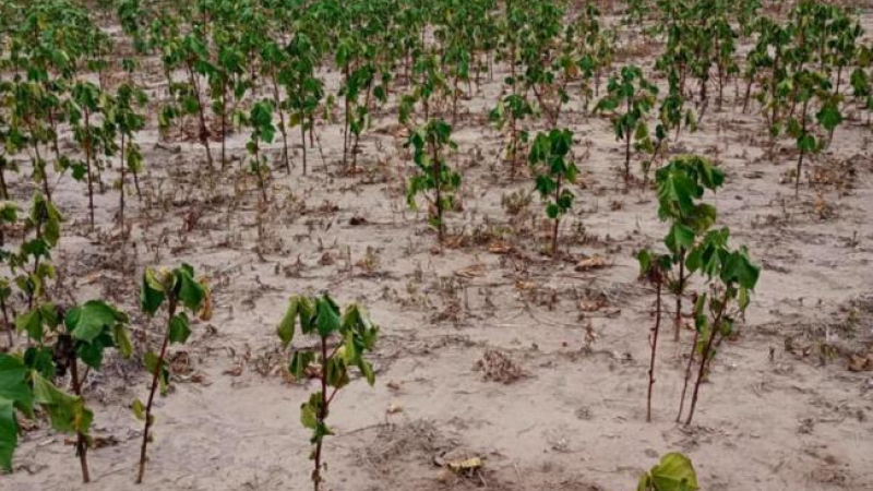 Desesperación de productores: "Ya no hay fuerzas para seguir"