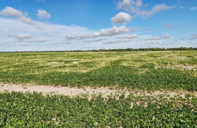 Chaco evalúa pérdidas de unos 1.350 millones de dólares por el calor