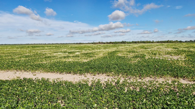 Chaco evalúa pérdidas de unos 1.350 millones de dólares por el calor