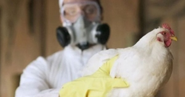 brid flu3.jpg