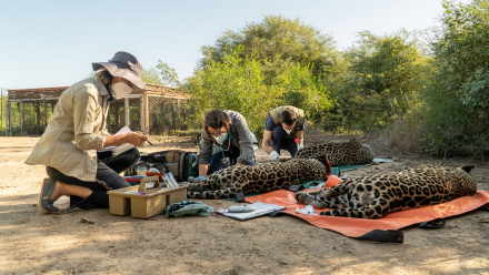 Traslado de yaguaretés desde Paraguay a Argentina - Sebastián Navajas - Fundación Rewilding Argentina - .jpg