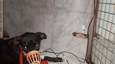 Piden ayuda para Lira, una cachorra que sigue internada y en recuperación