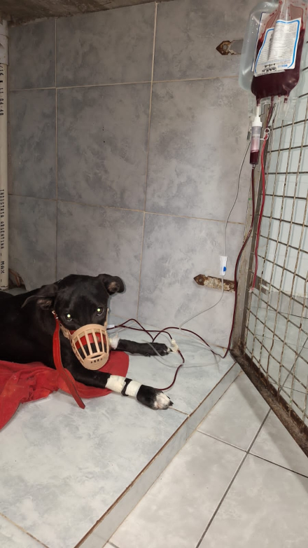 perrita Lira 1.jpg