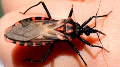 El 1,1 % de las embarazadas presenta serología positiva para Chagas