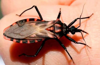 El 1,1 % de las embarazadas presenta serología positiva para Chagas