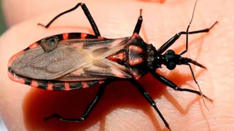 El 1,1 % de las embarazadas presenta serología positiva para Chagas