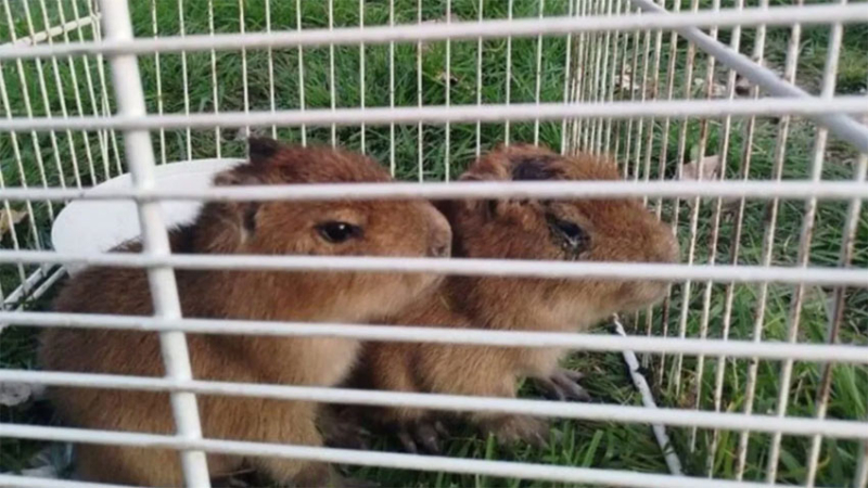 Rescataron carpinchos bebés que estaban por convertirse en milanesas de capibara